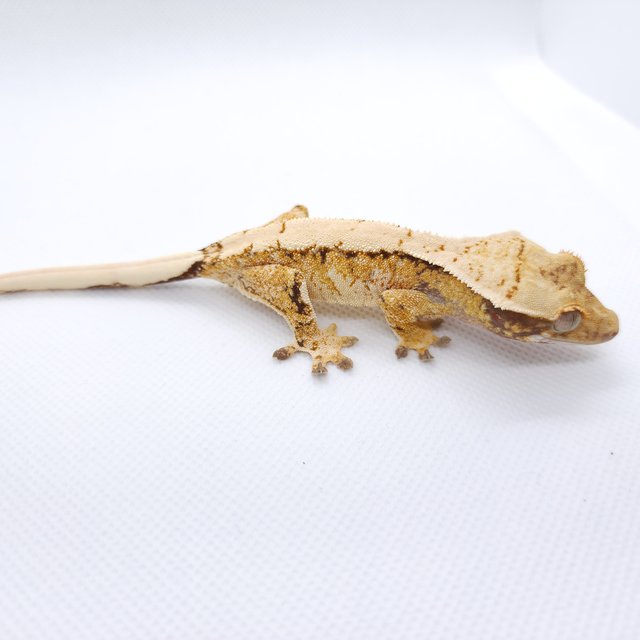 트라이 익스트림할리퀸