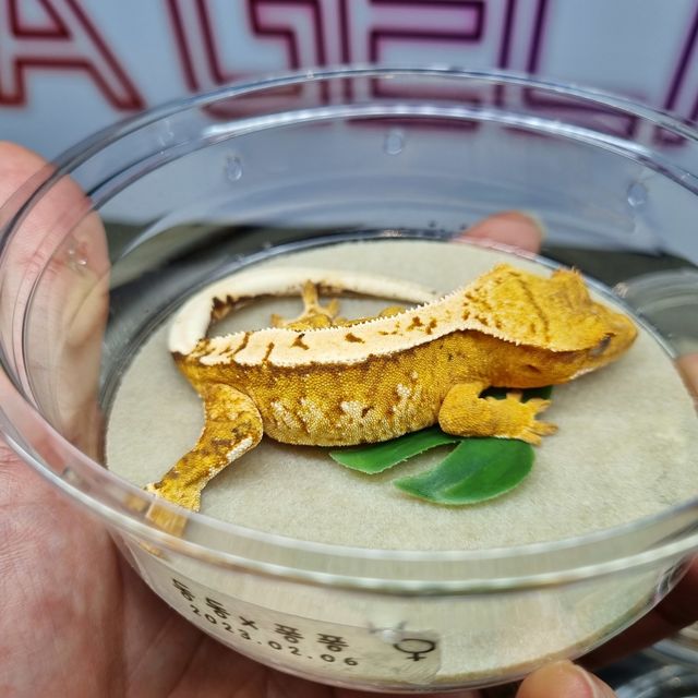 크림시클