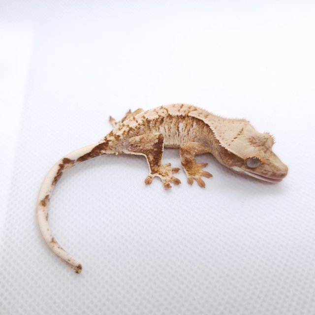 트라이 익스트림할리퀸