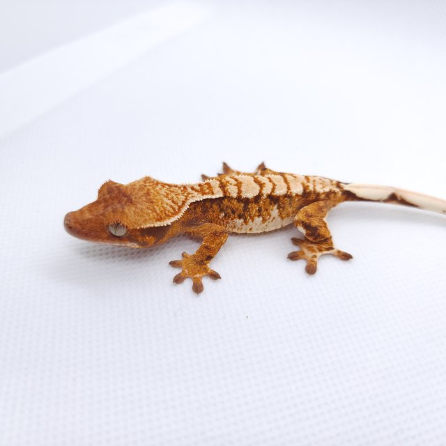 텐저린 트라이 익스트림할리퀸