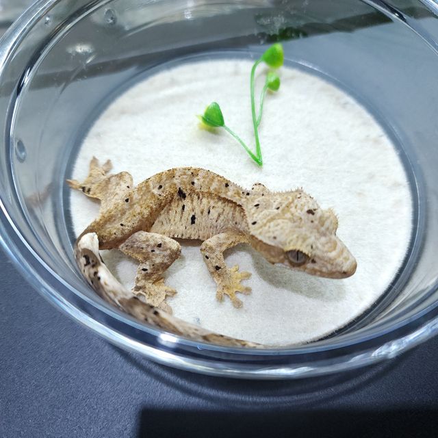 슈퍼달마시안