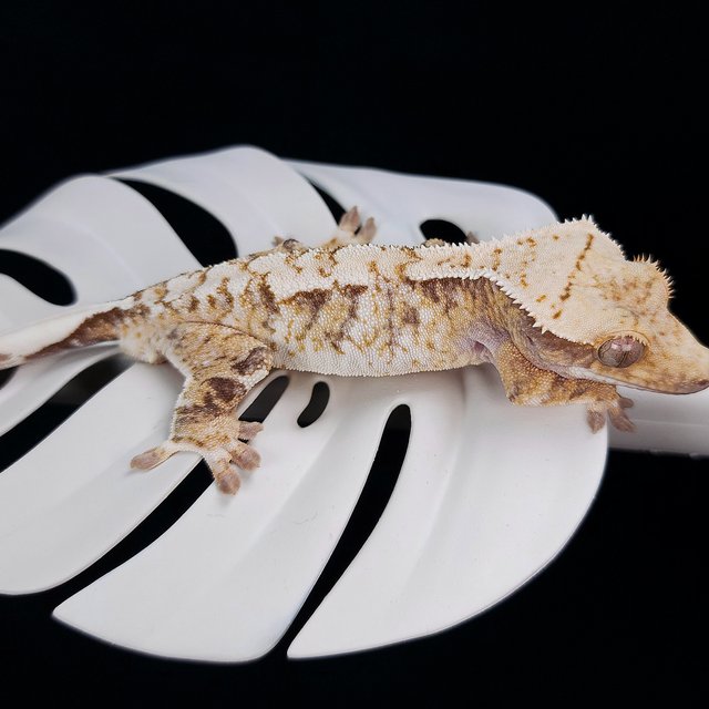 트라이 화이트스팟 익스트림할리퀸