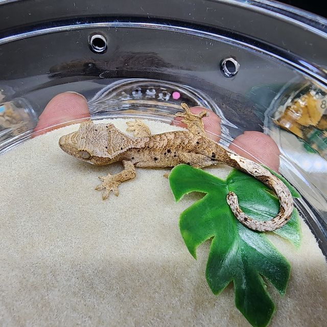 달마시안