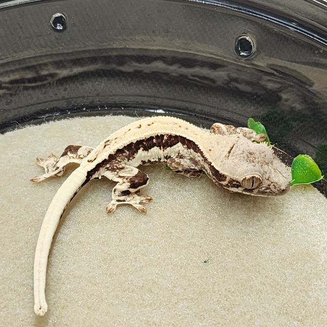 프라푸치노