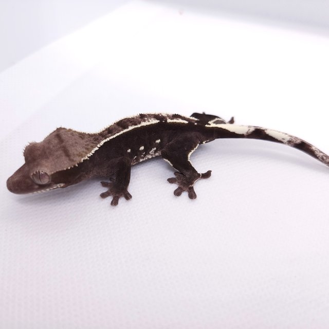 아잔틱
