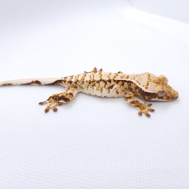 트라이 익스트림할리퀸