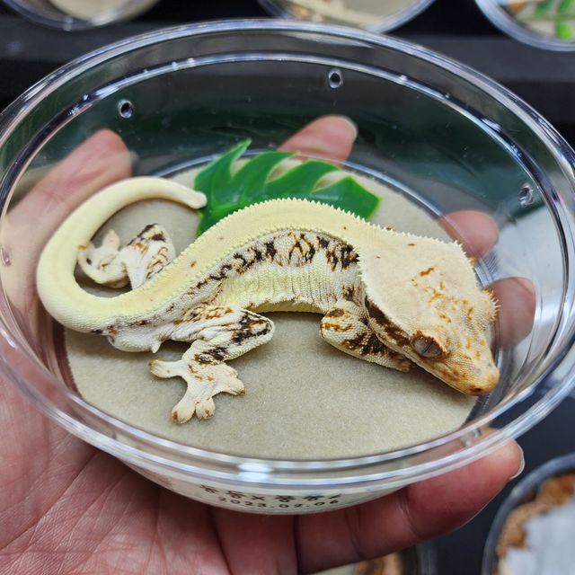 릴리화이트 트라이