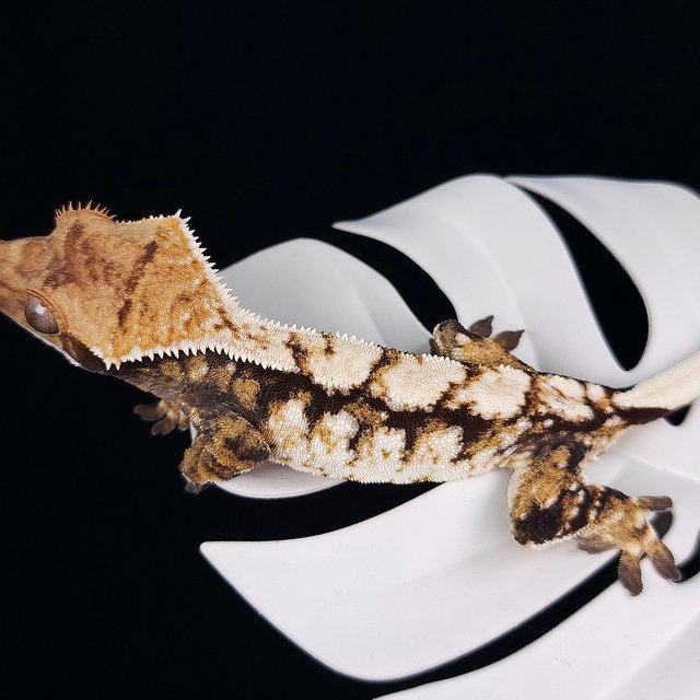 트라이 익스트림할리퀸 화이트스팟 화이트크라운