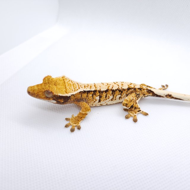 트라이 익스트림할리퀸