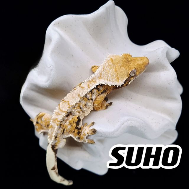 트라이 익스트림할리퀸