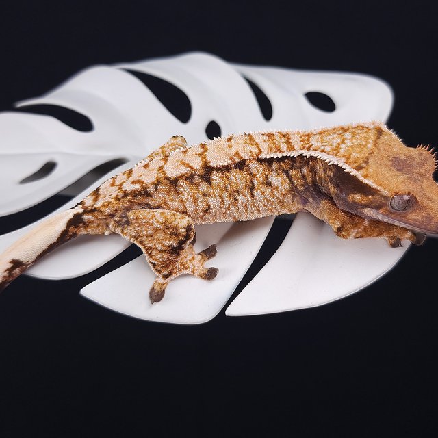 트라이 화이트스팟 익스트림할리퀸 텐저린