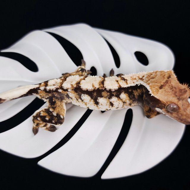 트라이 익스트림할리퀸 화이트스팟 화이트크라운