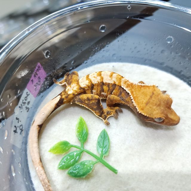 트라이 익스트림할리퀸