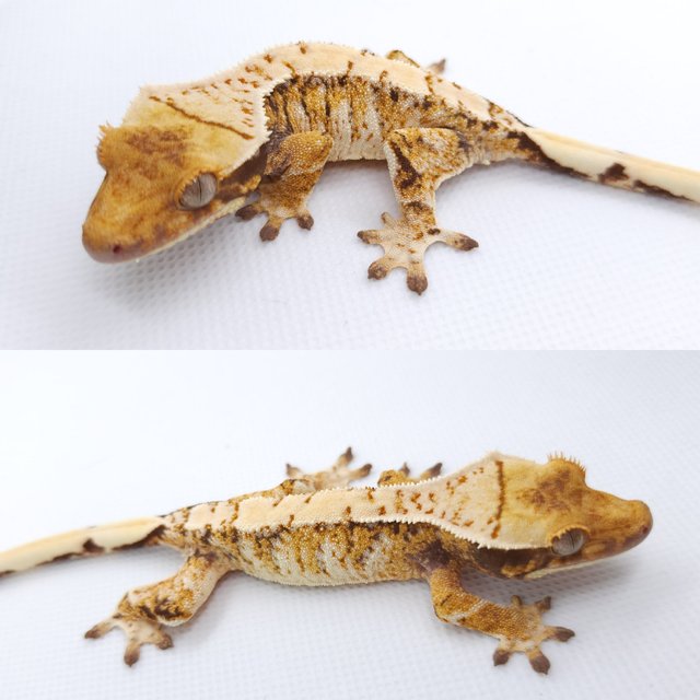 트라이 익스트림할리퀸