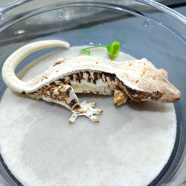 릴리화이트 트라이