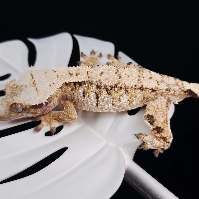 트라이 익스트림할리퀸 화이트스팟 드리피