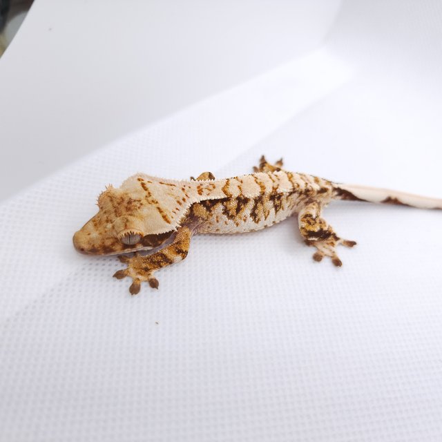 트라이 익스트림할리퀸