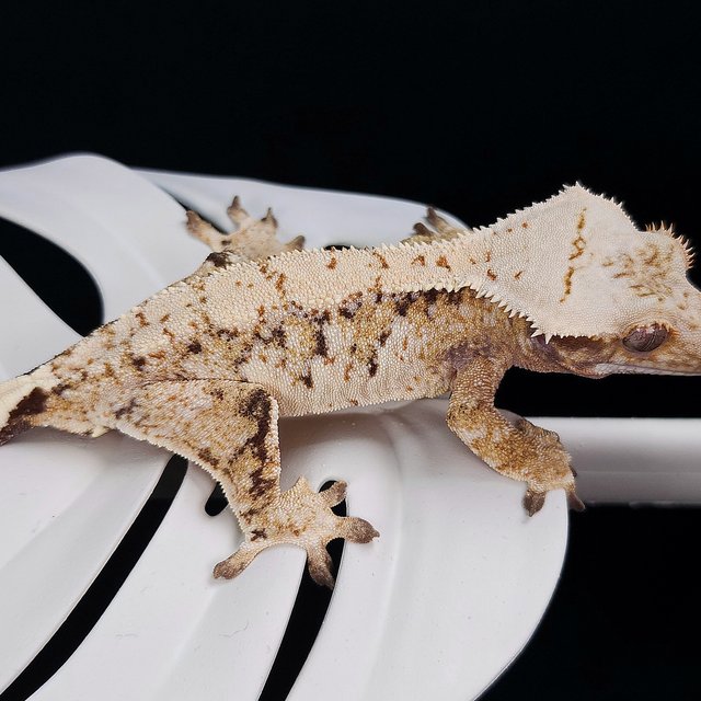 트라이 익스트림할리퀸 화이트스팟 드리피