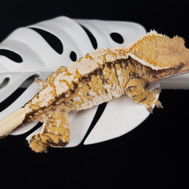 트라이 화이트스팟 화이트크라운