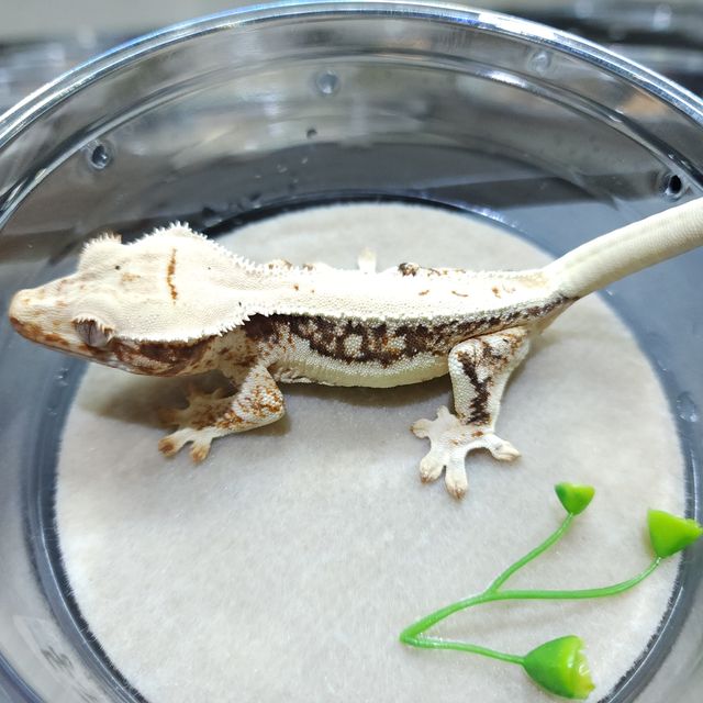 트라이 릴리화이트
