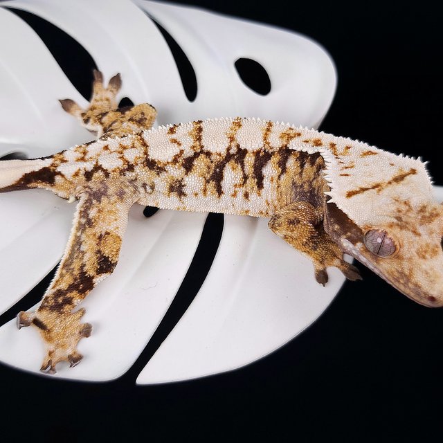 트라이 익스트림할리퀸 화이트스팟