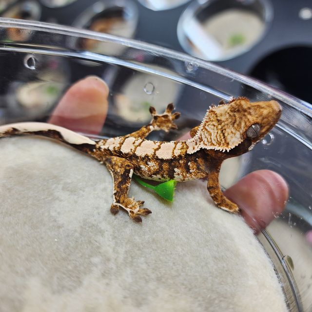 익스트림할리퀸 텐저린 트라이 바브 레이지