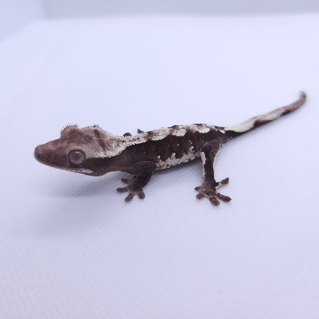 아잔틱