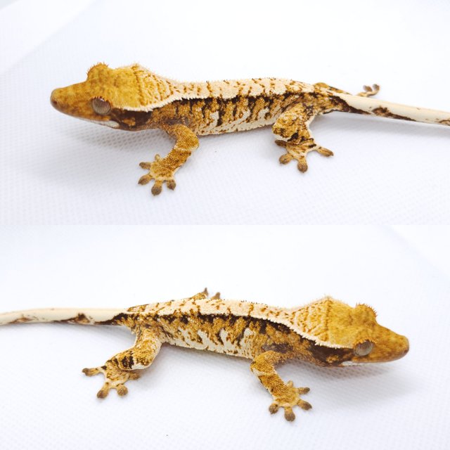 트라이 익스트림할리퀸