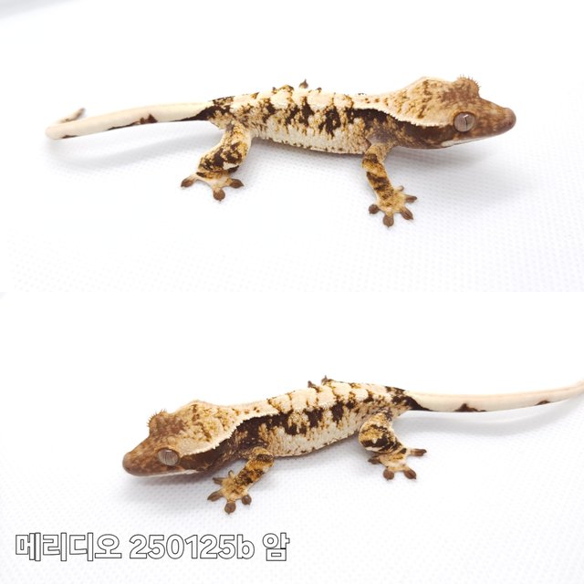 트라이 익스트림할리퀸