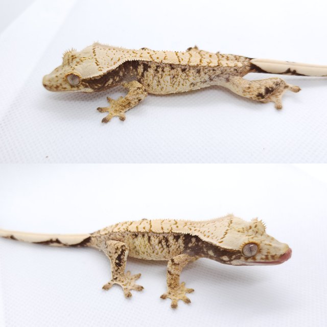 트라이 익스트림할리퀸