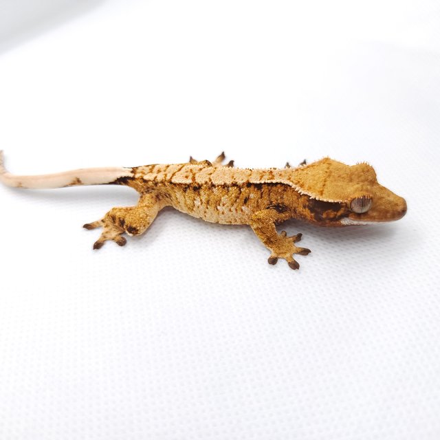 트라이 익스트림할리퀸