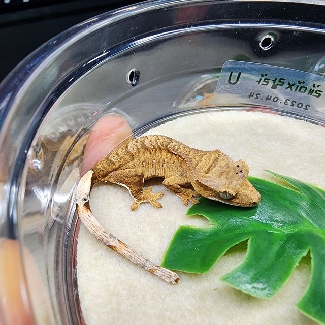 달마시안 크림