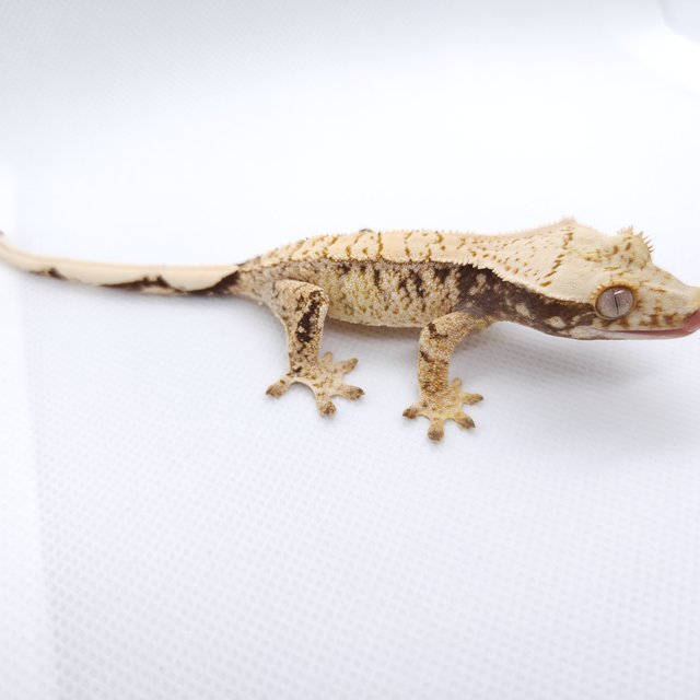 트라이 익스트림할리퀸