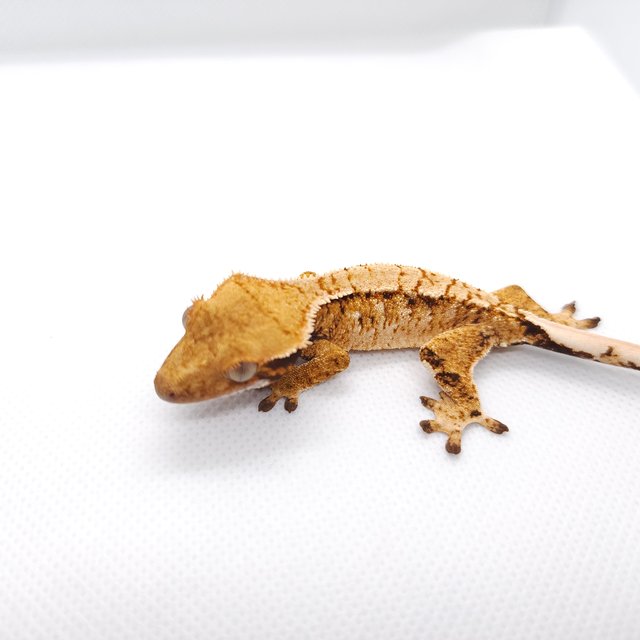 트라이 익스트림할리퀸