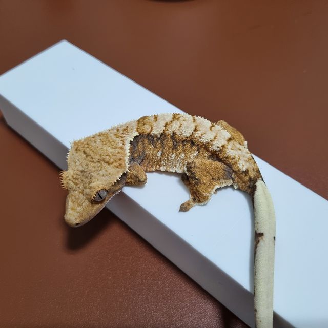 트라이 익스트림할리퀸