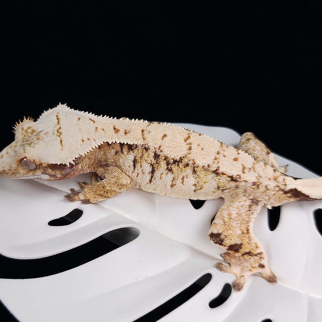 트라이 익스트림할리퀸 화이트스팟 드리피