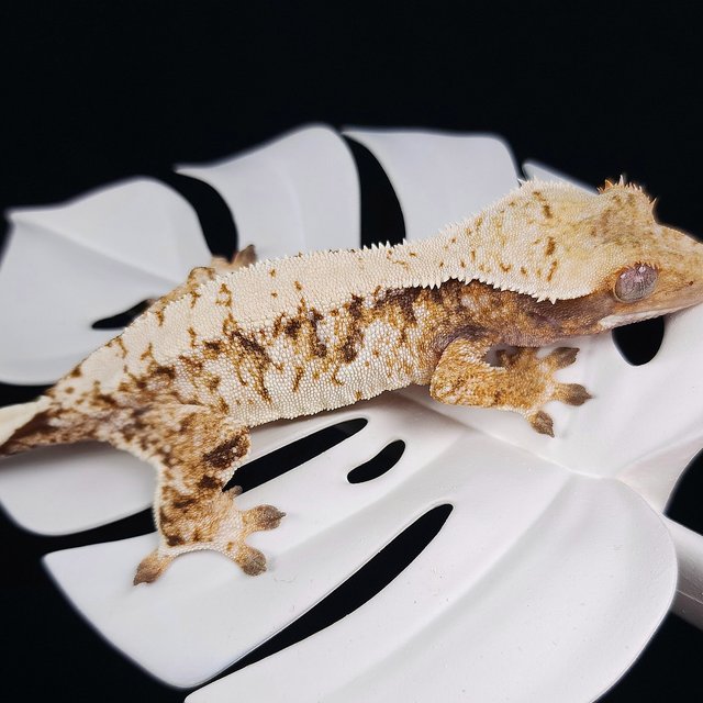 트라이 익스트림할리퀸 화이트스팟 드리피