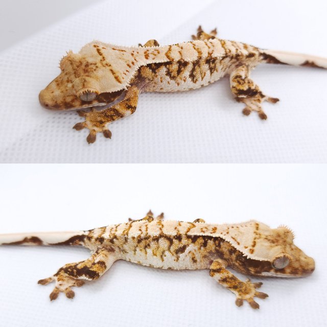 트라이 익스트림할리퀸