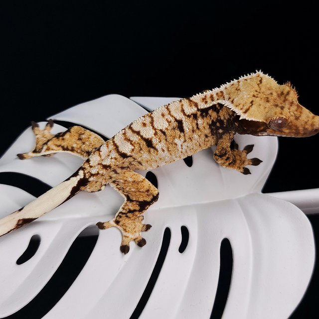 트라이 익스트림할리퀸 화이트스팟 화이트크라운