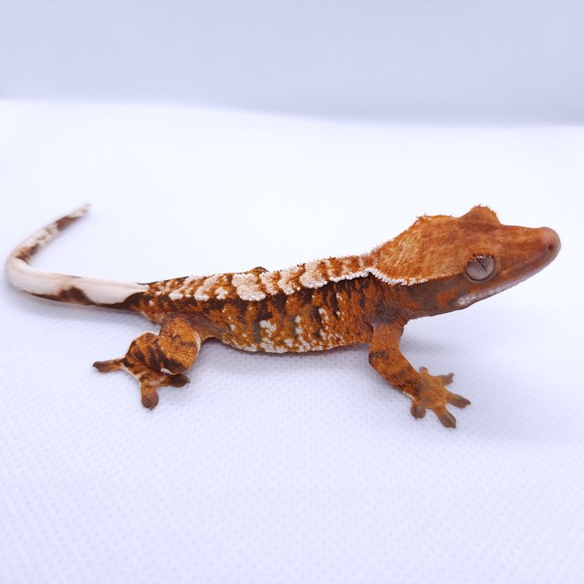 트라이 익스트림할리퀸 텐저린