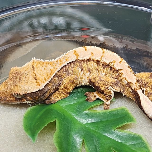 트라이 익스트림할리퀸