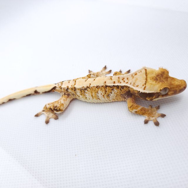 트라이 익스트림할리퀸