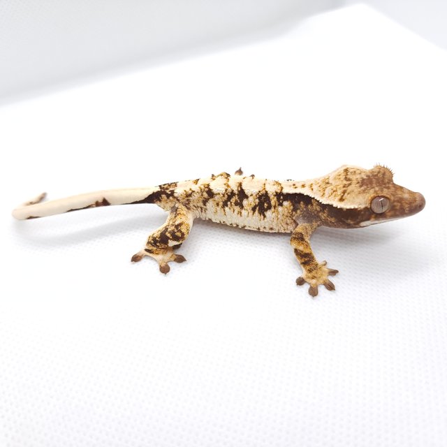 트라이 익스트림할리퀸