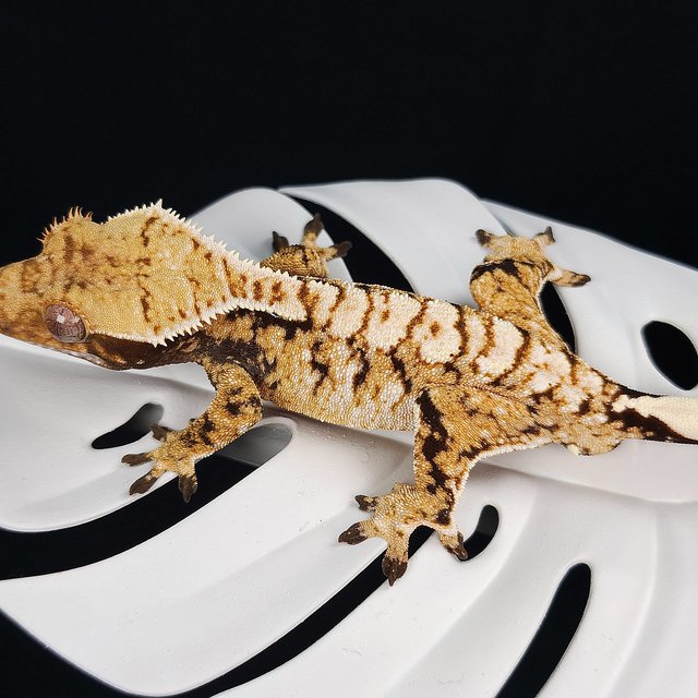 트라이 익스트림할리퀸 화이트스팟 화이트크라운