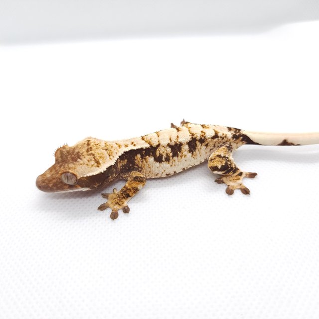 트라이 익스트림할리퀸