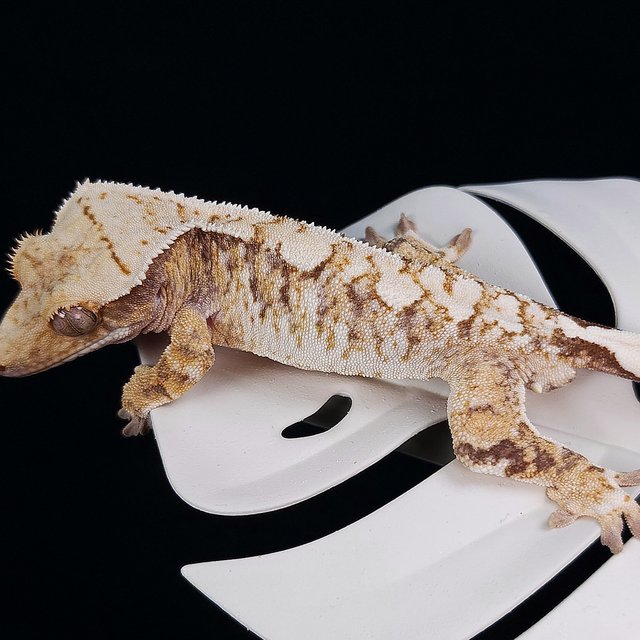 트라이 화이트스팟 익스트림할리퀸