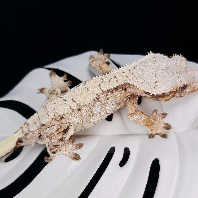 트라이 익스트림할리퀸 화이트스팟 화이트포트홀