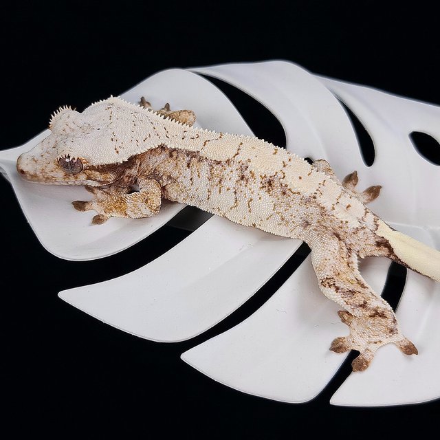 트라이 익스트림할리퀸 화이트스팟 화이트포트홀