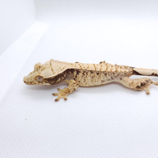 트라이 익스트림할리퀸