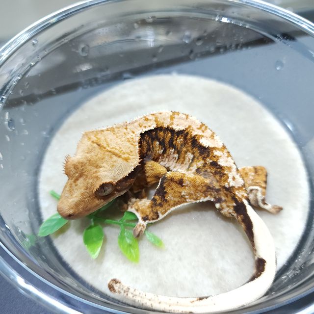 트라이 익스트림할리퀸